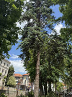 Spider lift - dizalica - Image 5